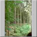 2002_0609_105059AA-Wald bei Tongrube.jpg